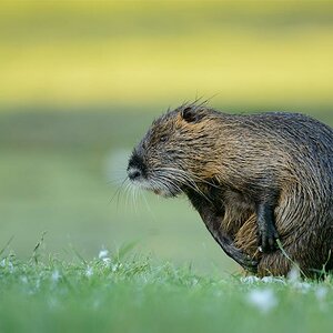 Nutria 9650