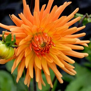 LOT0452