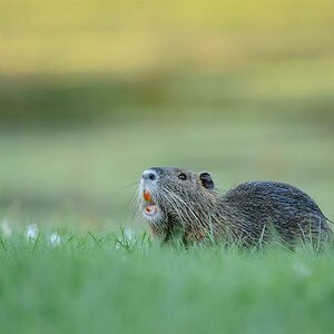 Nutria 9646