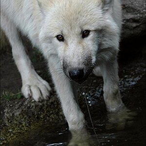 wolf3