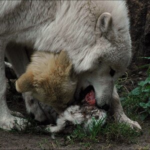 wolf4