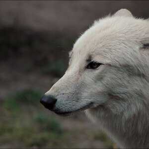wolf5