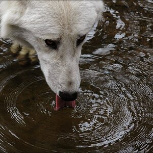 wolf7