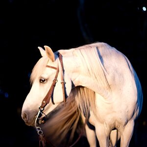 Mein Pferd in der Abendsonne