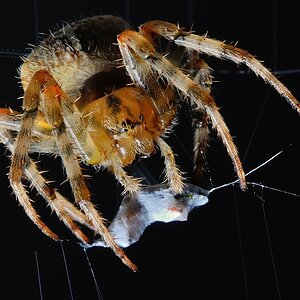 Spinne 1