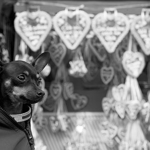 Oktoberfest 2012 1013610