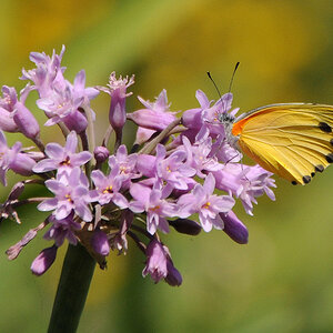 butterfly Tloma lodge