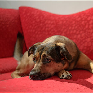 rotes sofa4