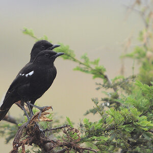 sooty Chat