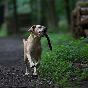abends im wald
