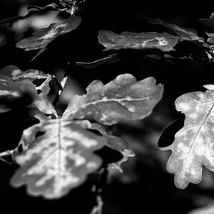 Im Wald :-)
