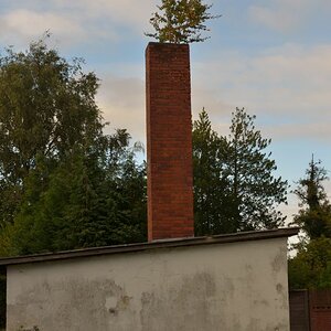 Baum wächst aus dem Schornstein