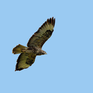 DSC 7204 Bussard1000 b