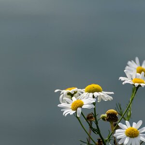 Blümchen