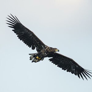 Seeadler (1 von 10)