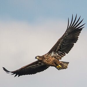 Seeadler (2 von 10)