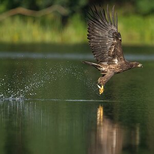 Seeadler (4 von 10)