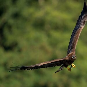 Seeadler (5 von 10)