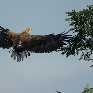 Seeadler (6 von 10)