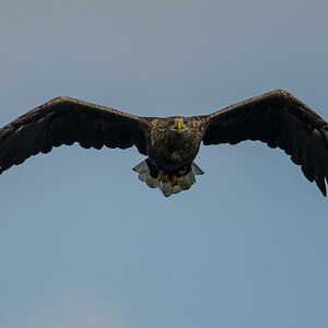 Seeadler (9 von 10)
