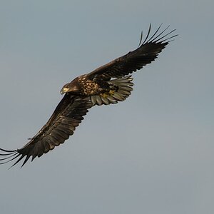 Seeadler (10 von 10)