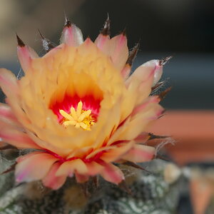 Astrophytum ascap