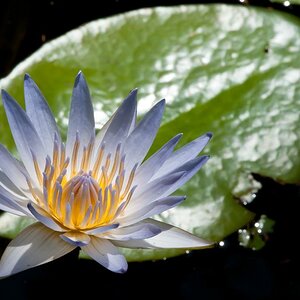 Seerose auf Bali 01