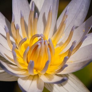 Seerose auf Bali 02