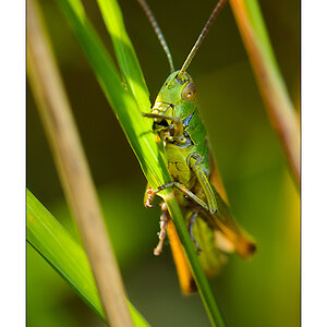 Gemeiner Grashüpfer (Chorthippus parallelus)