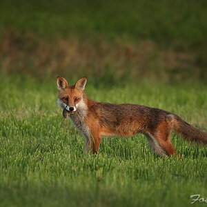 fuchs4