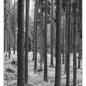 parallelen