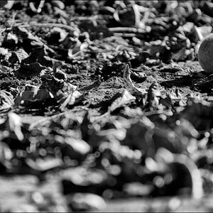 HerbstDSC 0004