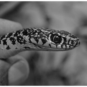 snake tuscany  D7K4389