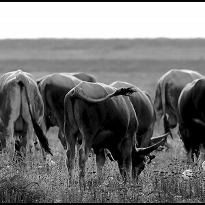 longhorn tuscany  D7K4630