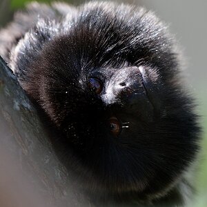 Springtamarin