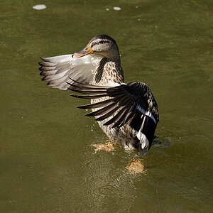 Ente