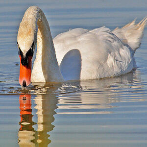 DSC 6309 Schwan 1000
