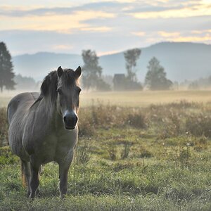 Unbekanntes Norwegerpferd an der Landstraße von Bärental nach Titisee
DSC 5287 web