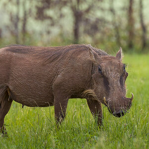 Warzenschwein (Mlilwane Wildlife Sanctuary, Swaziland)