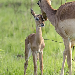 Impala mit Jungtier (Mlilwane Wildlife Sanctuary, Swaziland)