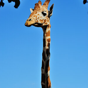 giraffe