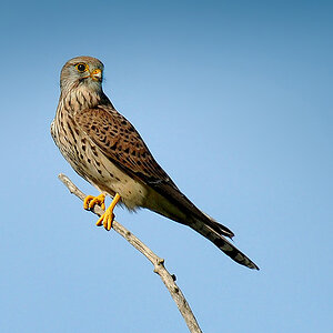 DSC 7711 Falke b 1000 2