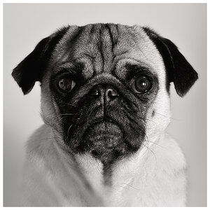 James the pug - Verbeugung vor Barry Sonnenfeld