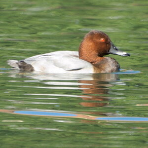 ente 1