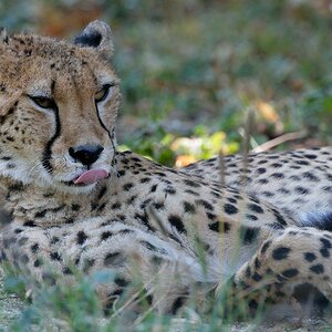 Gepard