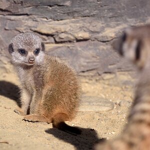 Erdmännchen