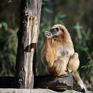 Weißhandgibbon