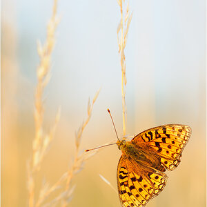 in der Wiese....