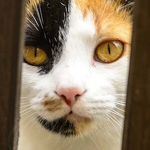 Katze1
