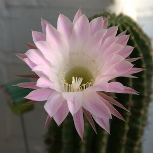 Echinopsis
